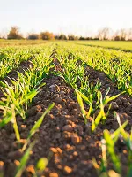 Agricultural Inputs