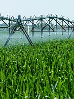 Agricultural Production