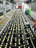 Food Production