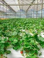AgTech