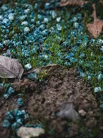 Fertilizers