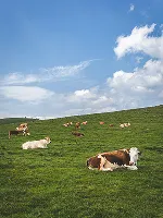 Livestock