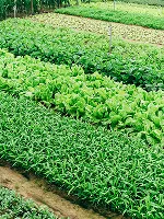Organic Farming