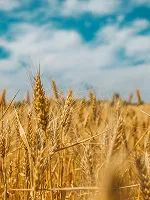 Harvesters